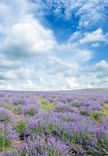 A field of blooming lavender and sky. Vertical photo