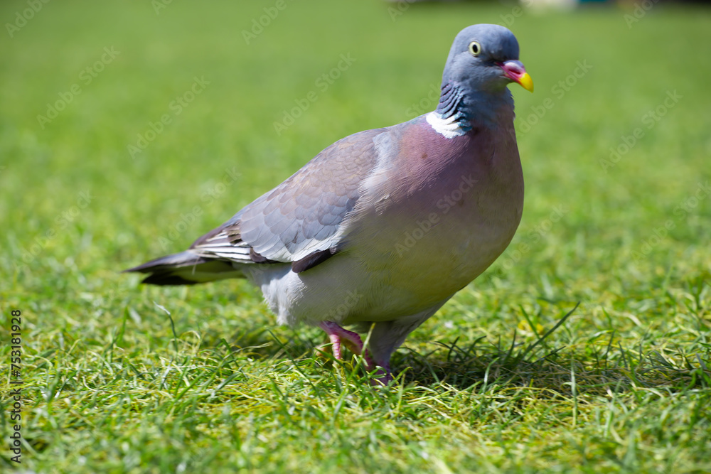 A bird named cushat, strolling through grass. Columba palumbus A bird named cushat, strolling through grass. Columba palumbus