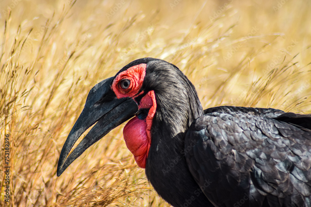 hornbill in the grass landscape of kruger national park, south africa hornbill in the grass landscape of kruger national park, south africa