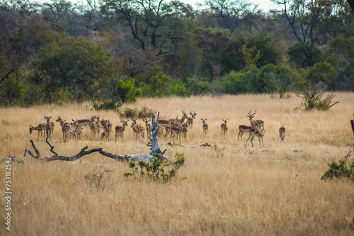 Fototapeta Naklejka Na Ścianę i Meble -  herd of antelopes, kruger, south africa