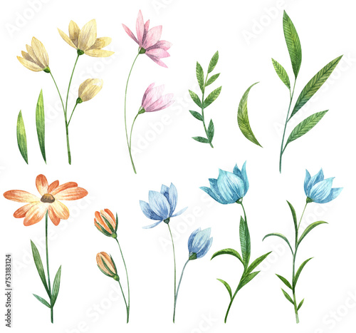 Set of cute wild flowers and green leaves. Watercolor hand painted delicate blooming flowers. Spring botany