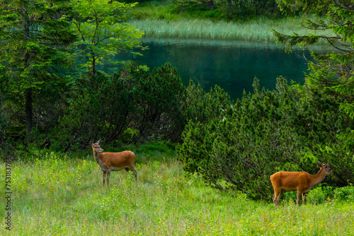 The red deer (Cervus elaphus) by the blue lake.