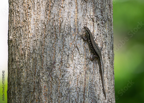 Wall lizard but shooted on a trunk in one of park in Venice Italy.