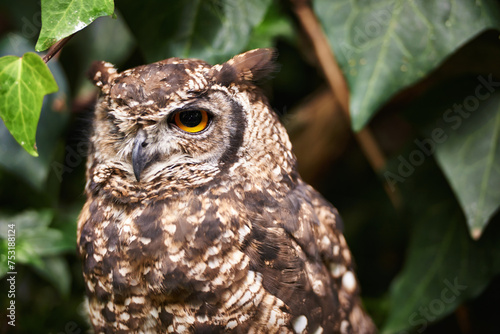 Bird  owl and relax in outdoors  nature and nocturnal animal in zoo enclosure or sanctuary. Animal  peace and calm predator in nature or forest and closeup  relax and fly creature isolated outside