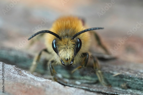 Frontal closeup on a hairy male of the Early Cellophane Bee, Colletes cunicularius sitting on wood photo