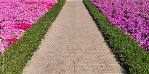 Beautiful stone paved outdoor walk way, path, road, trail or footpath with pink colour rural flowers garden on both sides. Spring and autumn season scenic view.