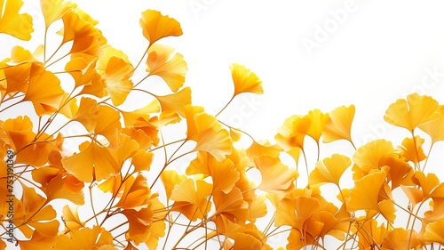 yellow leaves on withe Background