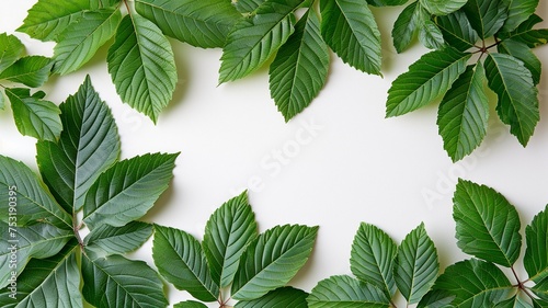 green leaves frame