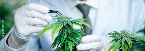 Fotografie A researcher is inspecting and analyzing cannabis plants that are being grown in a greenhouse
