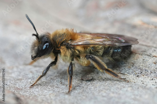 Frontal closeup on a hairy male of the Early Cellophane Bee, Colletes cunicularius sitting on wood photo