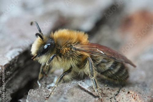 Closeup on a hairy male of the Early Cellophane Bee, Colletes cunicularius sitting on wood