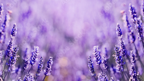 Blooming lavender flowers close-up  summer background