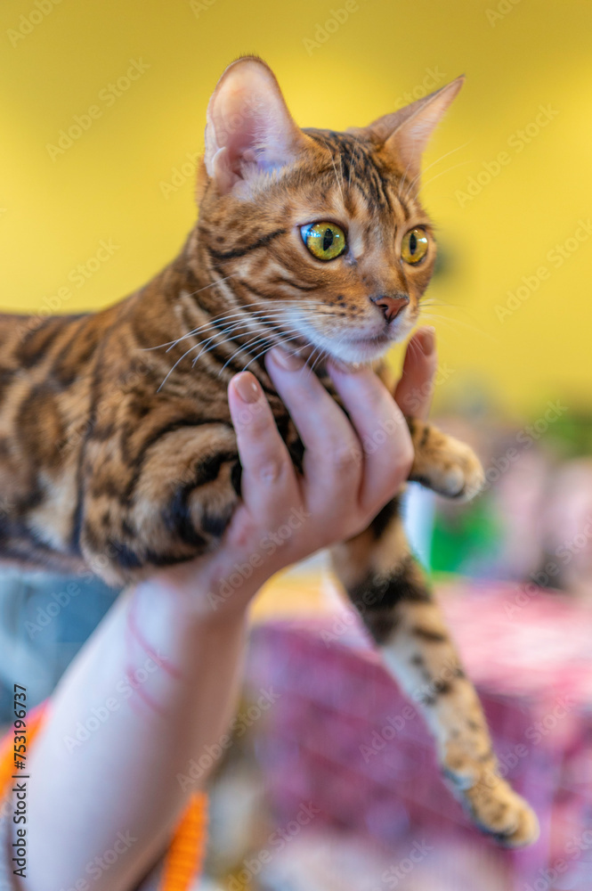 Naklejka premium Kot Biegalski o centkowanym umaszczeniu pozujący do zdjęcia na wystawie kotów rasowych