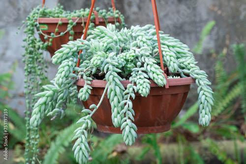 Sedum morganianum plant or donkeys tail in flowerpot in glasshouse. Sedum morgana or burro tail flower in family crassulaceae. Succulent perennial producing trailing stems. Grape cactus in garden. photo