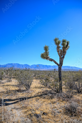 joshua trees in dessert with mountains