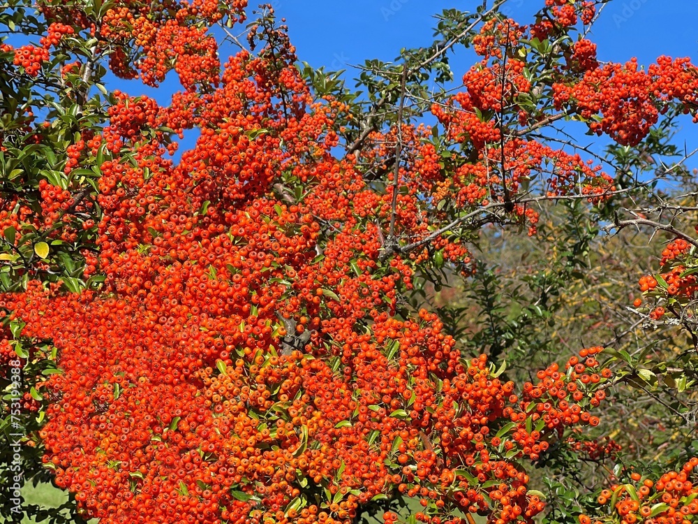 Autumn pyracantha shrub with bright orange red berries narrowleaf firethorn.