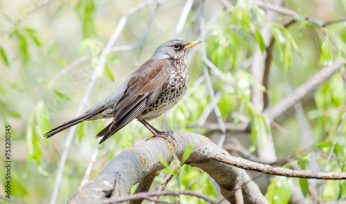 robin on a branch