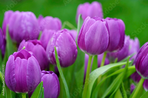 Colorful closeup on a group of purple Tulips  Tulipa flowers against a green background