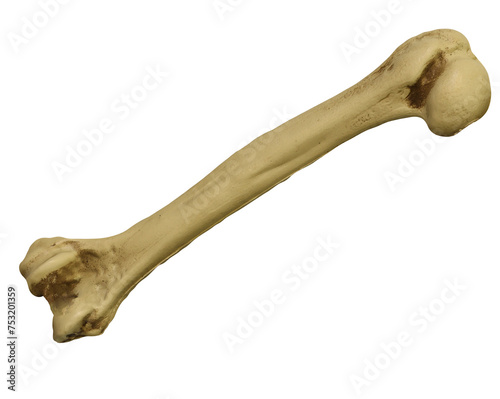 human humerus bone on transparent background