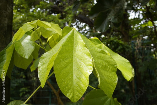 Hevea brasiliensis, the Pará rubber tree, seringueira, rubber tree or rubber plant, is a flowering plant belonging to the spurge family Euphorbiaceae originally native to the Amazon basin. Fortaleza photo