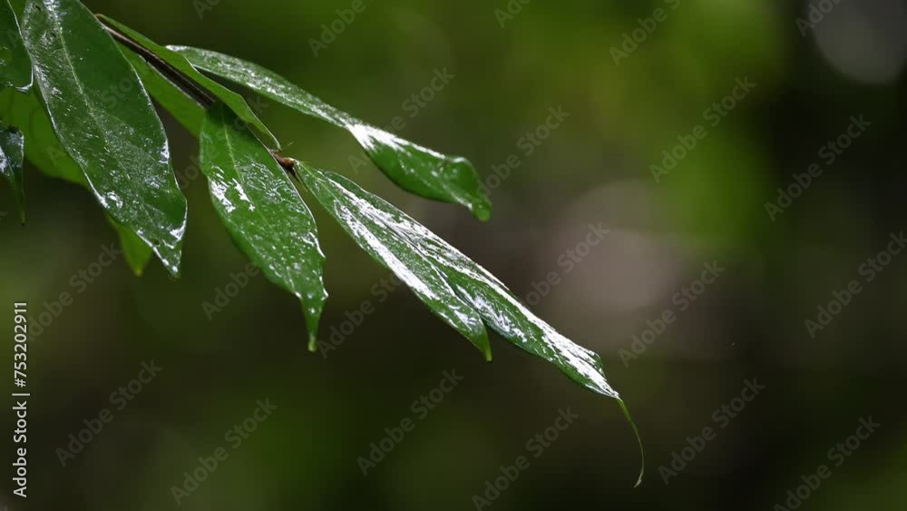 Nature green leaves on nature deep rainforest jungle Nature green leaves on nature deep rainforest jungle