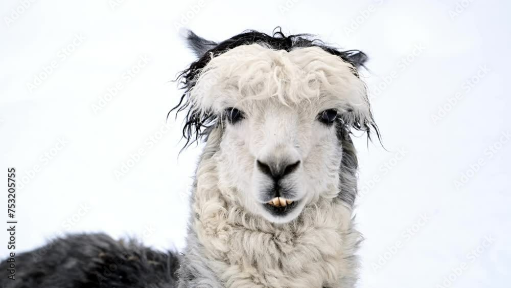 Close-up of white and black llama