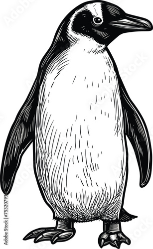 A figure of the Antarctic king penguin raising its wings. Illustration of a penguin on white background