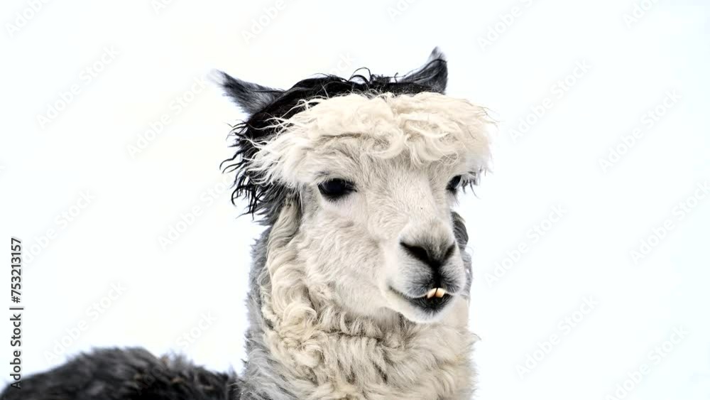 Close up of white and black llama