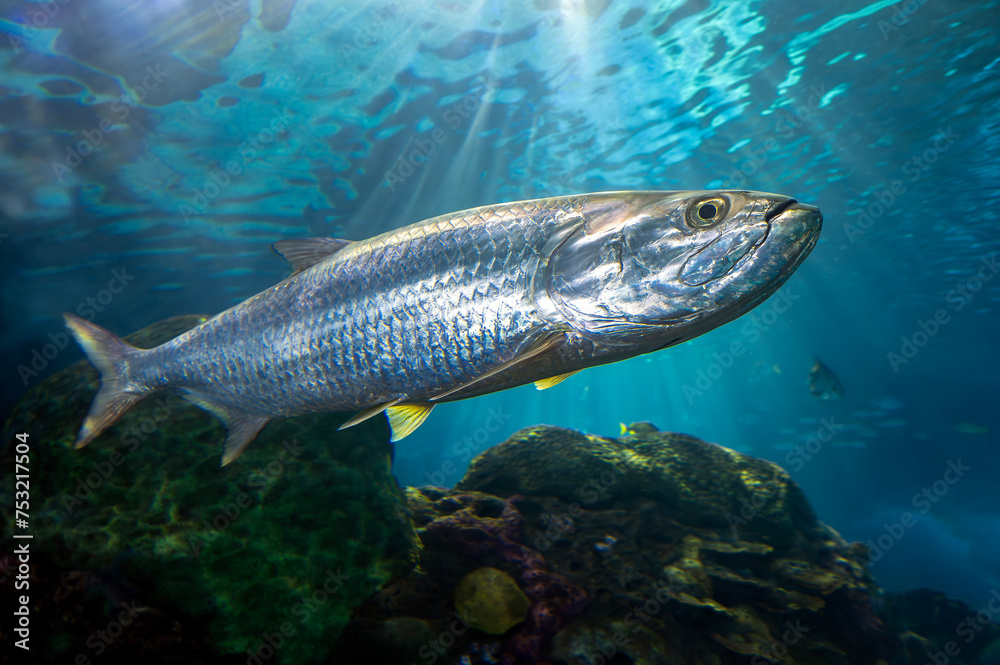 Atlantic tarpon - Megalops atlanticus. Atlantic tarpon - Megalops atlanticus.