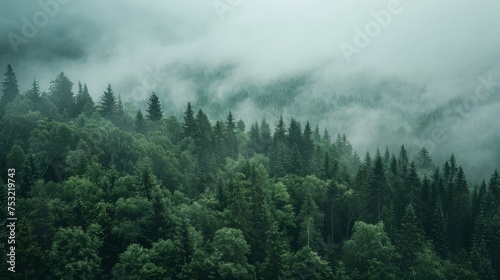 Misty Forest With Dense Trees © Ilugram