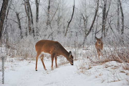 two doe White Tail deer in the snow park forest