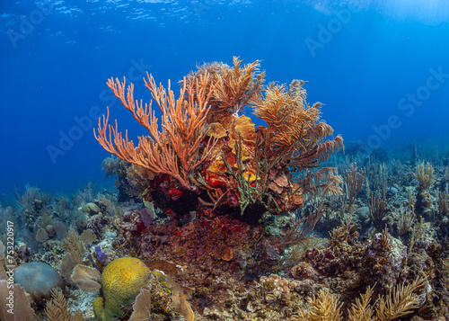 Caribbean coral garden © John Anderson
