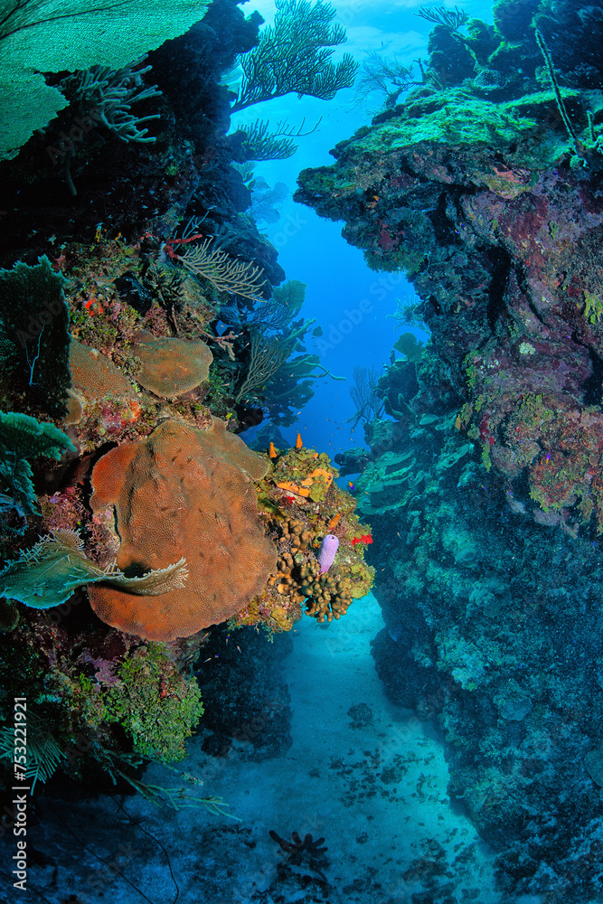 Fototapeta premium Caribbean coral garden