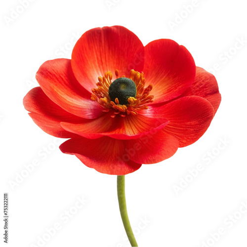 Red hibiscus flower isolated on Transparent background.