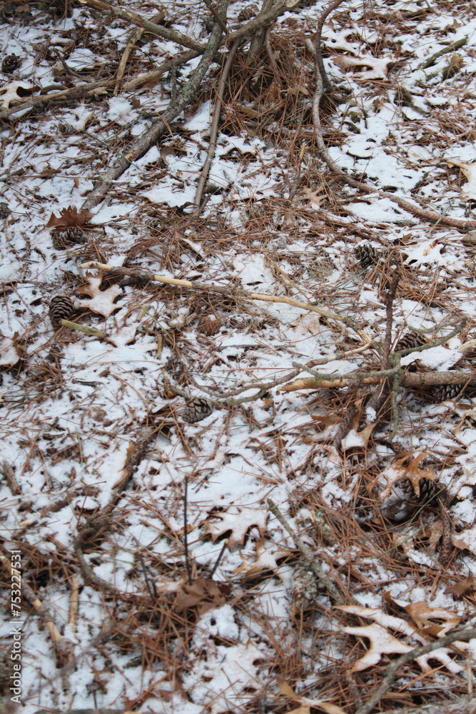 Obraz premium tree trunk in the snow