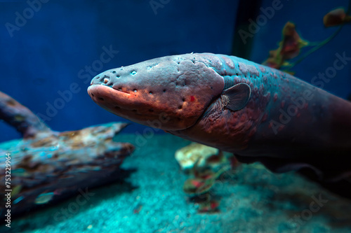Electric eel (Electrophorus electricus) in aquarium photo