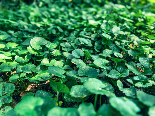 Centella asiatica leaves closeup photography