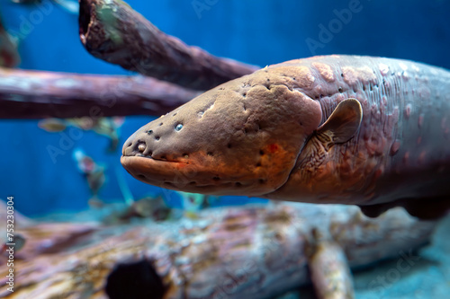 Electric eel (Electrophorus electricus) in aquarium