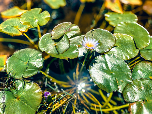 Beautiful lotus flower pond with a purple color lotus flower