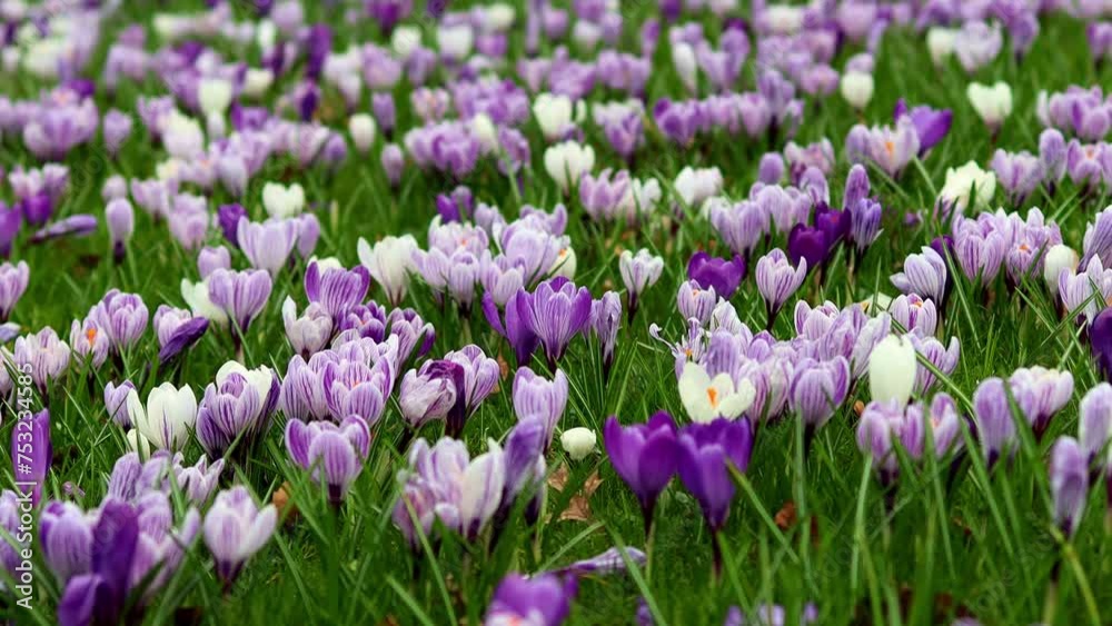 a spring flower meadow from close up 4k 30fps video a spring flower meadow from close up 4k 30fps video