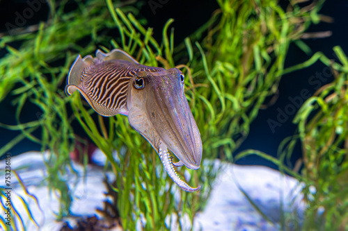 Cuttlefish  - Sepia officinalis