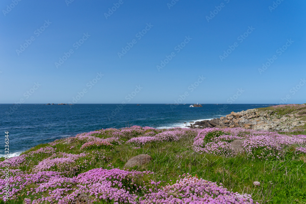 Armérie maritime en fleurs ornant le littoral breton.