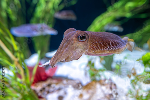 Fotografie Cuttlefish  - Sepia officinalis