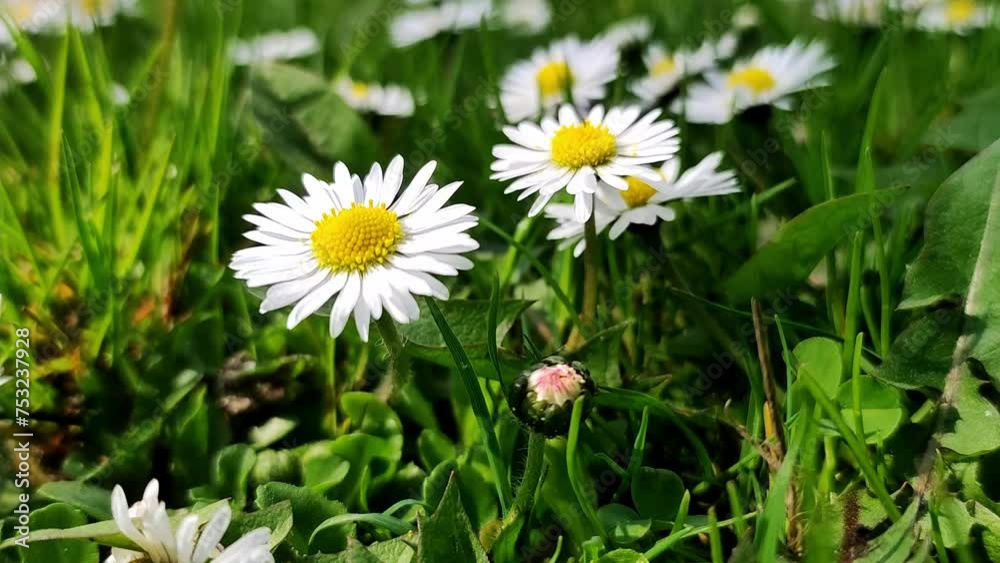 Summer flower meadow with daisy flower.