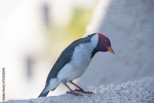 Yellow Billed Cardinal
