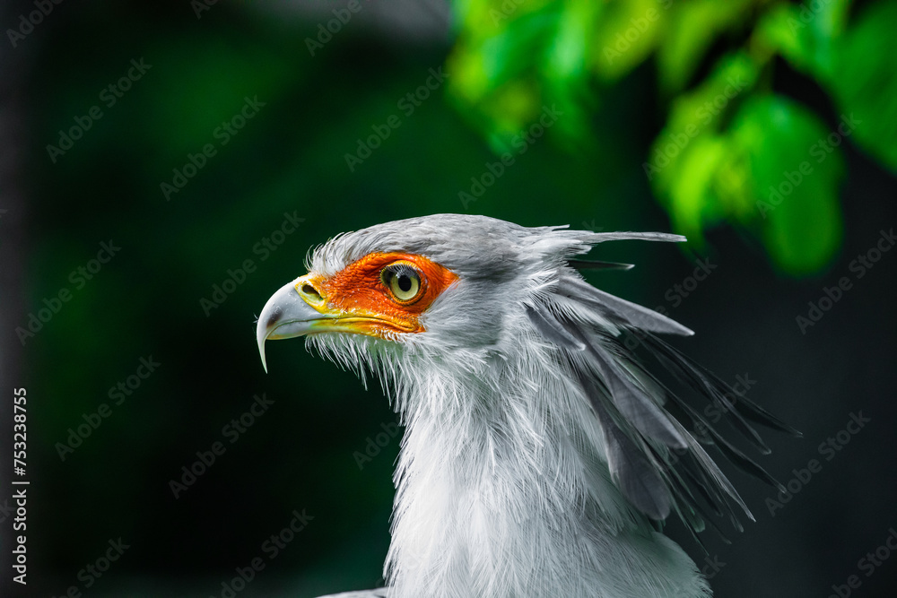 secretary bird (Sagittarius serpentarius)large of prey. secretary bird (Sagittarius serpentarius)large of prey.