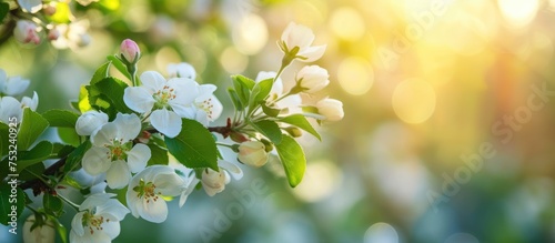 Apple tree branch in bloom during spring