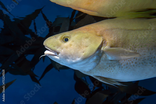 Atlantic Cod -  Gadus morhua photo