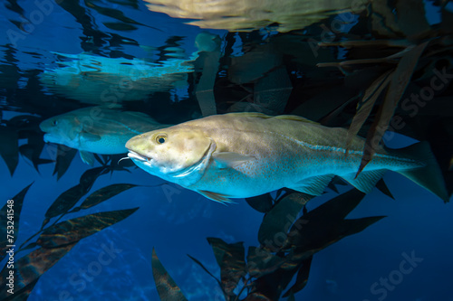 Atlantic Cod -  Gadus morhua photo