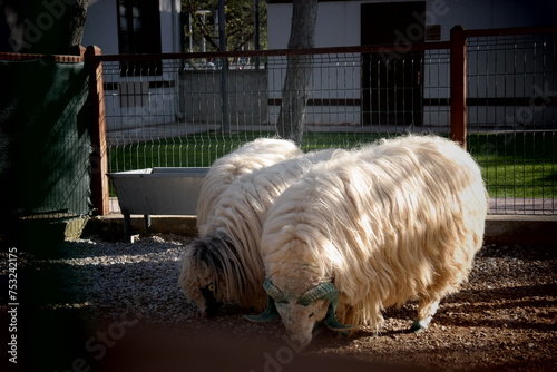 Foto Breed sheep living in the zoo